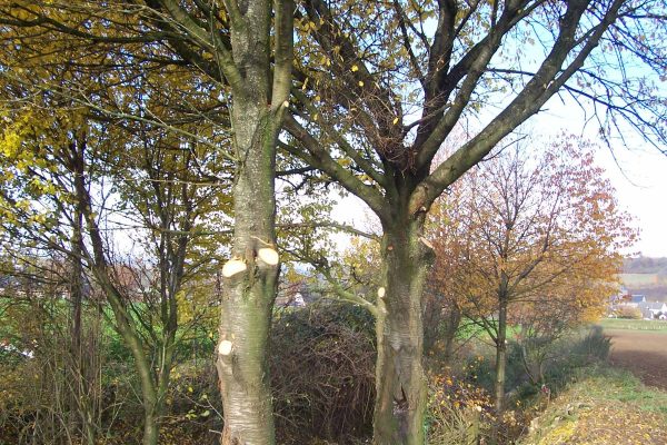 Werkzaamheden Landschapsbeheer Mergelland